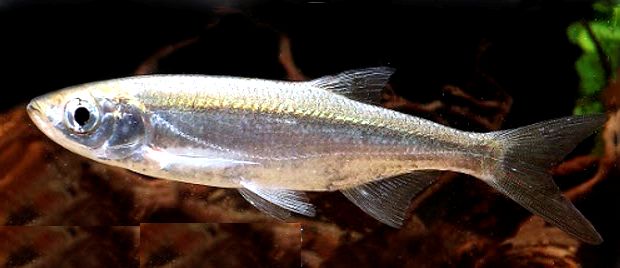 Alburnus alburnus_09.jpg